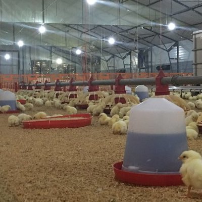 Εσωτερική άποψη πτηνοτροφικής μονάδας